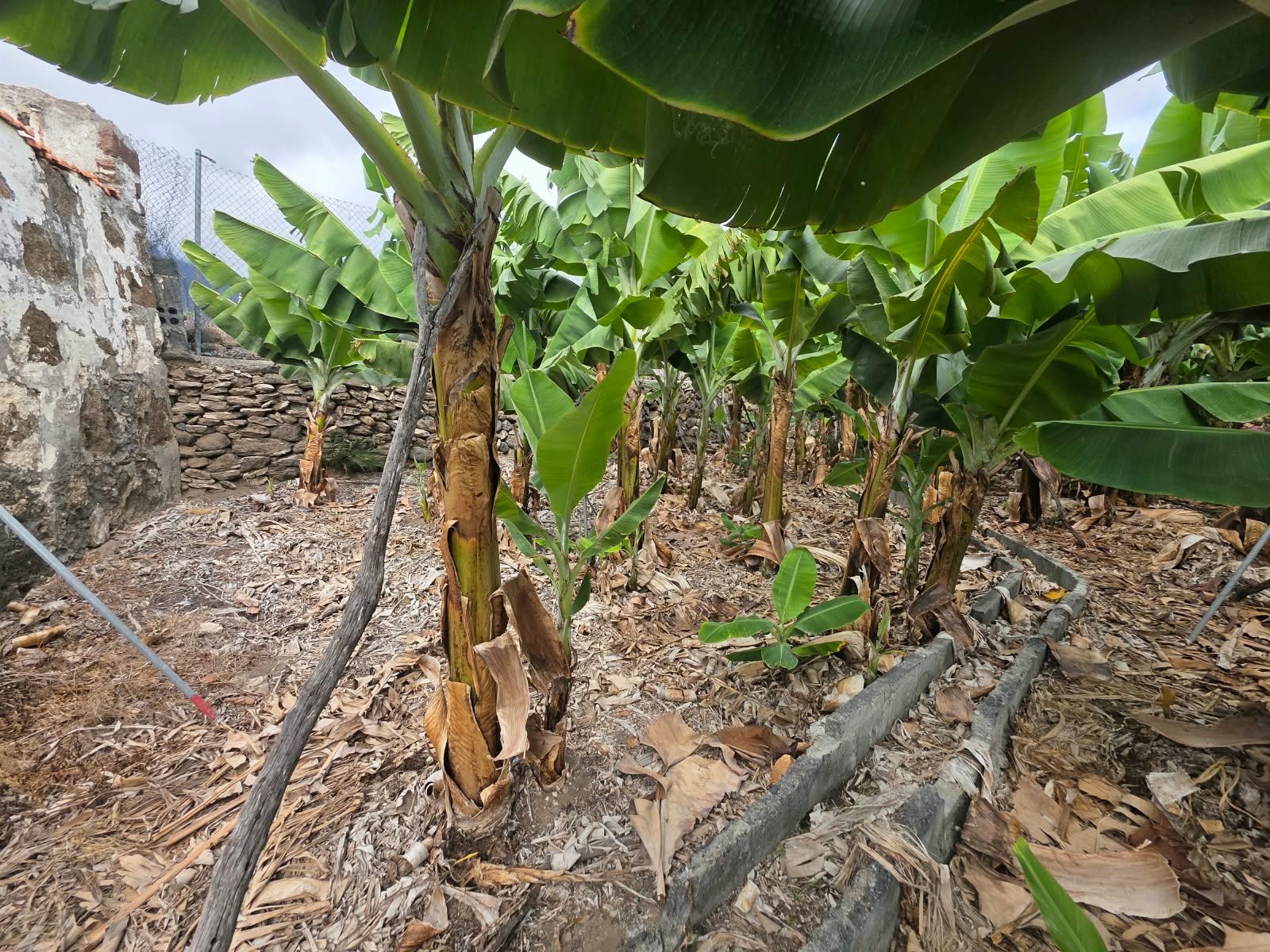 A House with Roots in Argual — photo 3