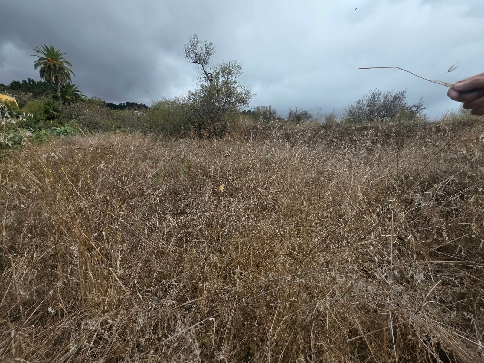 Ein kanarischer Rückzugsort zum Wiederbeleben in El Roque — photo 7