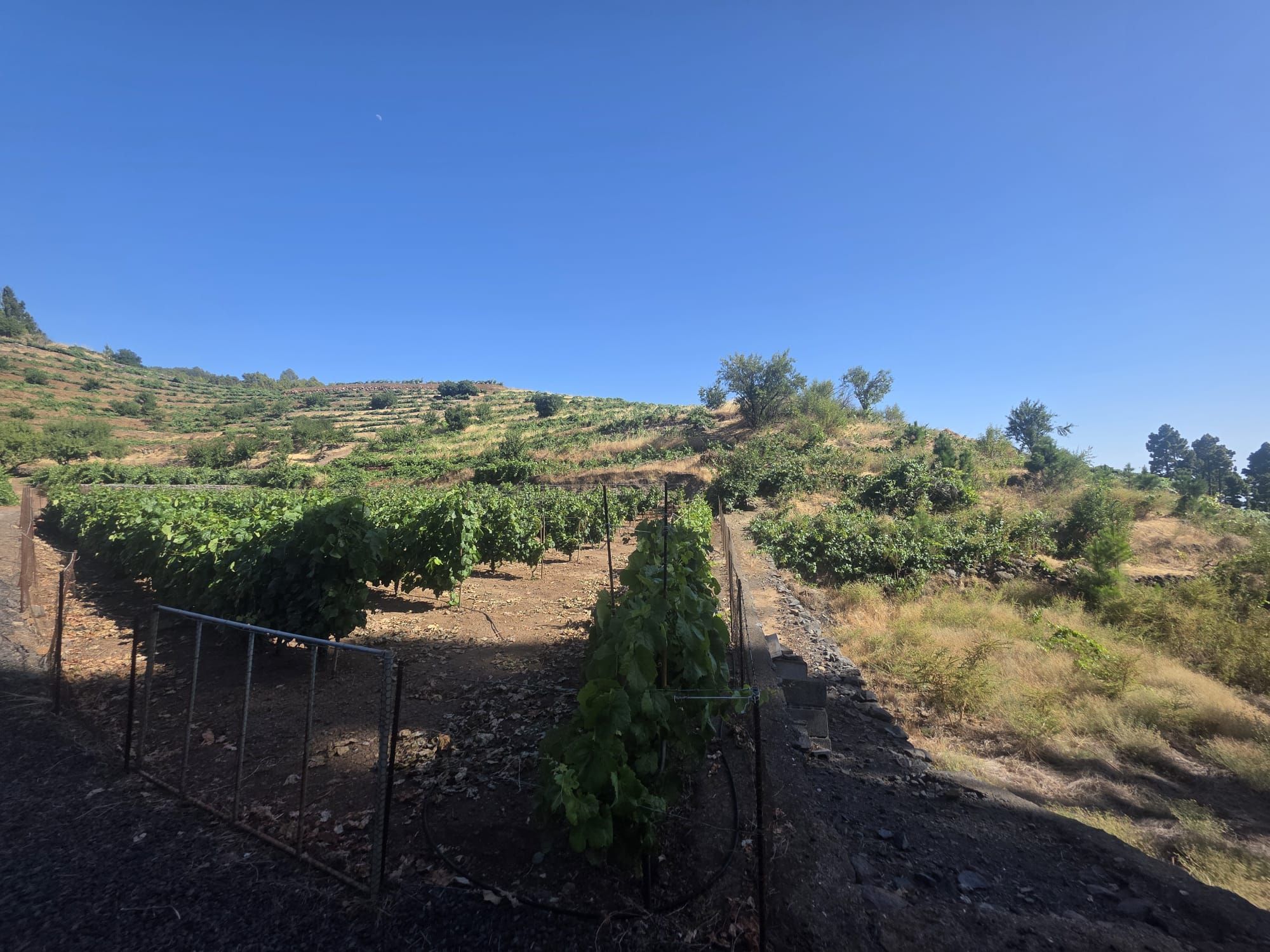 Refugio entre Viñedos y Naturaleza en Tinizara — photo 10