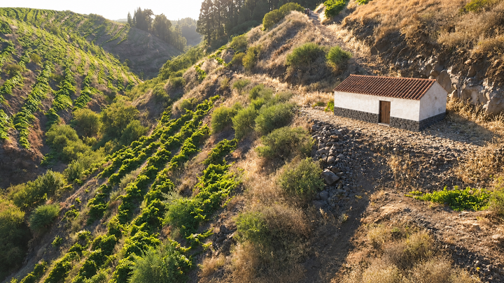 Viñedo en producción con proyecto de bodega