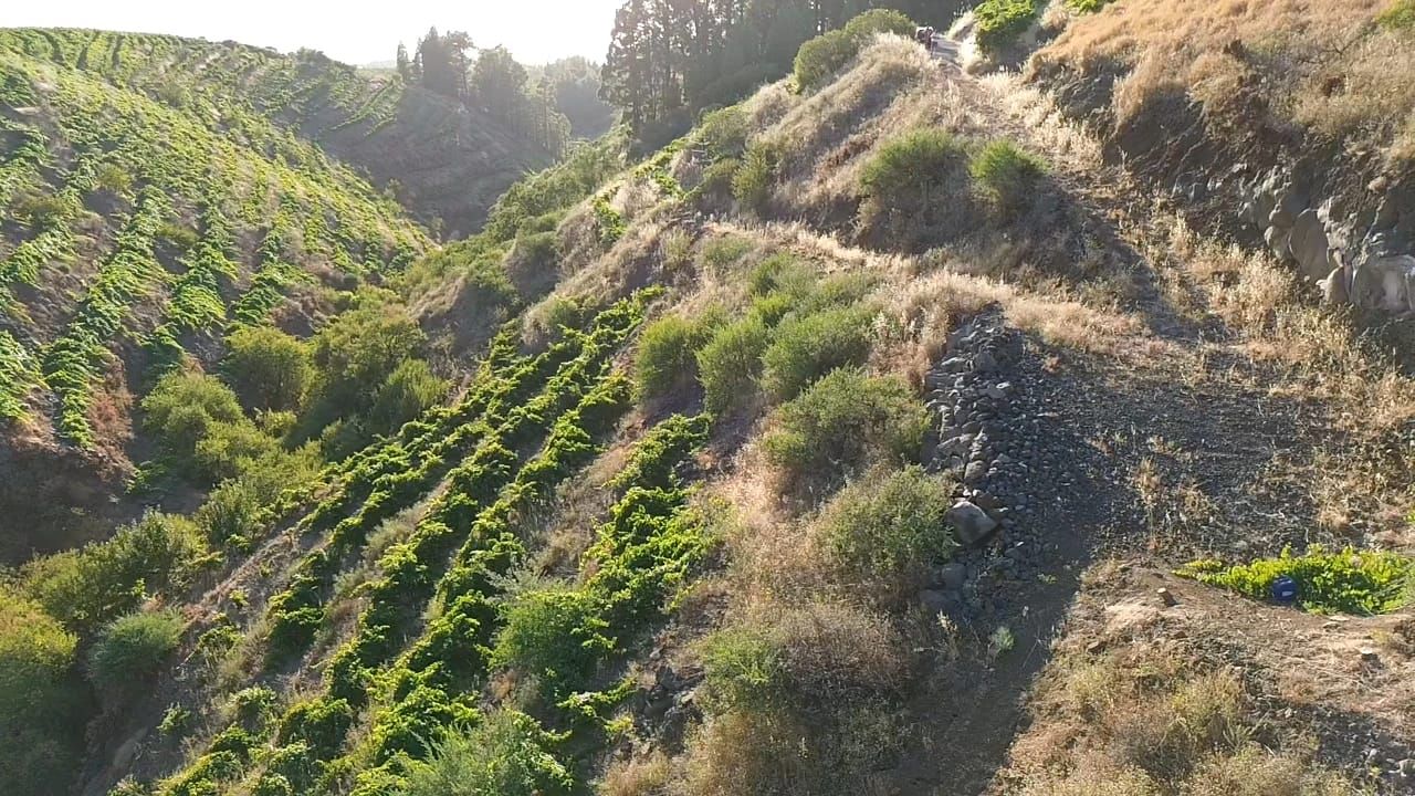 Bewirtschafteter Weinberg mit Bodega-Projekt — photo 5