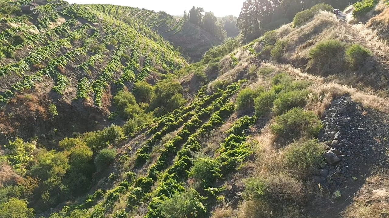 Bewirtschafteter Weinberg mit Bodega-Projekt — photo 4