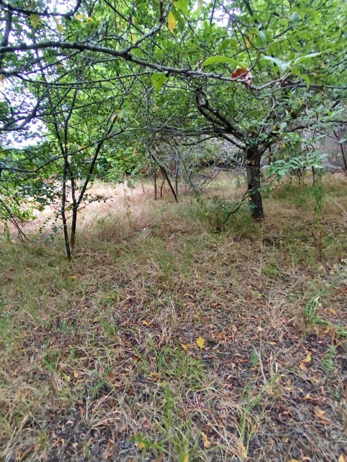 Un Refugio Privado entre Naturaleza y Frutales — photo 12