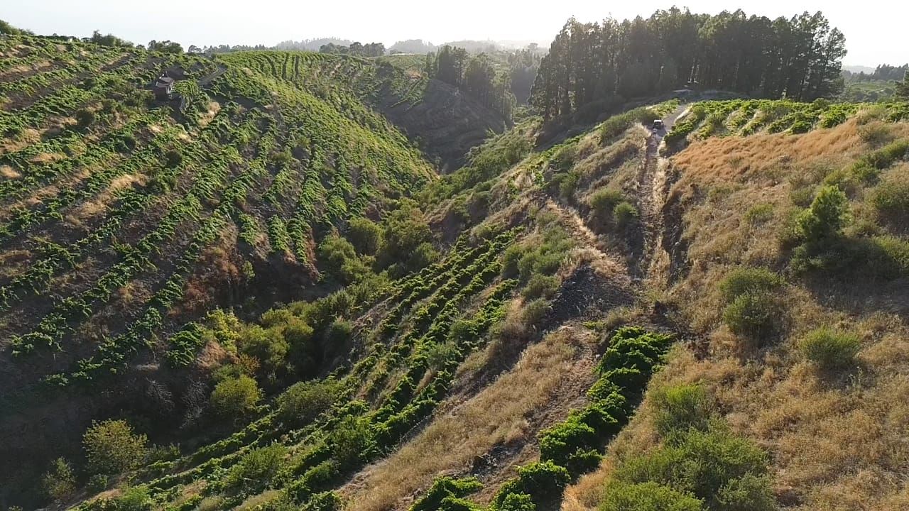 Bewirtschafteter Weinberg mit Bodega-Projekt — photo 7